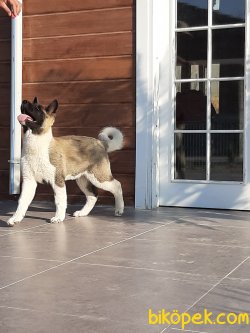 Satılık Amerikan Akita Yavrusu 2