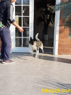Satılık Amerikan Akita Yavrusu 4