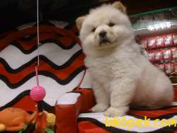 SATILIK BABY FACE Chow Chow Yavruları 2