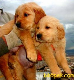 Satılık Baby Face Golden Retriever Yavruları 4