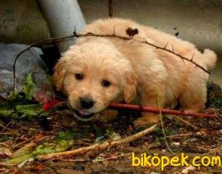 Satılık Baby Face Golden Retriever Yavruları 3
