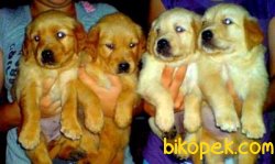Satılık Baby Face Golden Retriever Yavruları 1