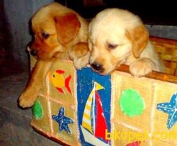 Satılık Baby Face Golden Retriever Yavruları 2