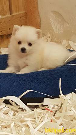 Satılık Baby Face Pomeranian Yavruları 2