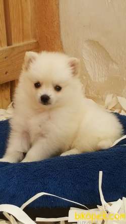 Satılık Baby Face Pomeranian Yavruları 4
