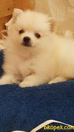 Satılık Baby Face Pomeranian Yavruları 5