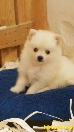 Satılık Baby Face Pomeranian Yavruları 1