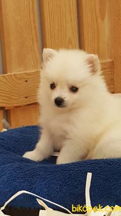 Satılık Baby Face Pomeranian Yavruları 3