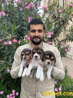 SATILIK BEAGLE ELİZABETH YAVRULARI 1