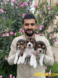 SATILIK BEAGLE ELİZABETH YAVRULARI 3