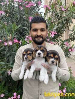 SATILIK BEAGLE ELİZABETH YAVRULARI 4