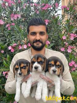 SATILIK BEAGLE ELİZABETH YAVRULARI 2