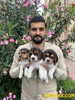 SATILIK BEAGLE ELİZABETH YAVRULARI 5