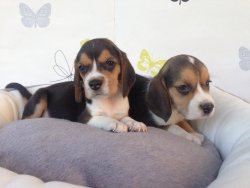 Satılık Beagle Yavruları 3