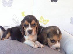 Satılık Beagle Yavruları 1