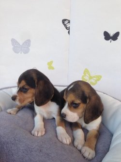 Satılık Beagle Yavruları 2