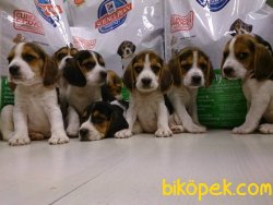 Satılık  Beagle Yavruları 2