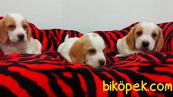Satılık  Beagle Yavruları 3