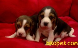 Satılık  Beagle Yavruları 4