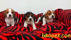Satılık  Beagle Yavruları 5