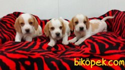 Satılık  Beagle Yavruları 1