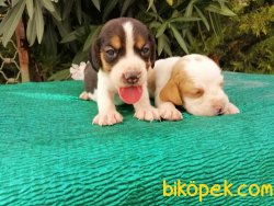 Satılık Beagle Yavruları 5