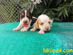 Satılık Beagle Yavruları 2