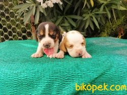 Satılık Beagle Yavruları 4