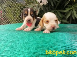 Satılık Beagle Yavruları 3