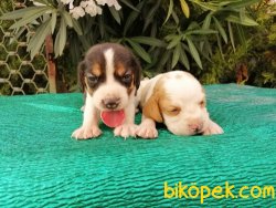 Satılık Beagle Yavruları 1