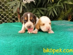 Satılık Beagle Yavruları 2