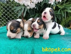 Satılık Beagle Yavruları 5