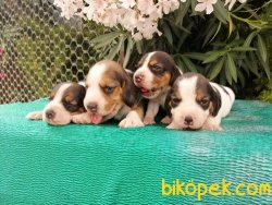 Satılık Beagle Yavruları 1