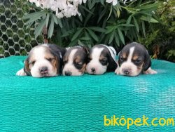 Satılık Beagle Yavruları 2