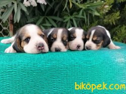 Satılık Beagle Yavruları 3