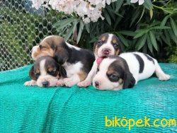 Satılık Beagle Yavruları 4