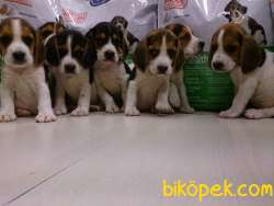 Satilik Beagle Yavruları 2