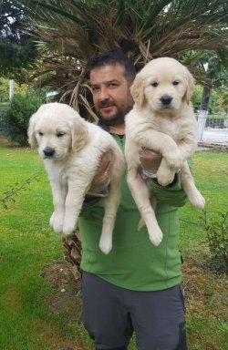 Satılık Bebek Suratlı Golden Yavruları 3