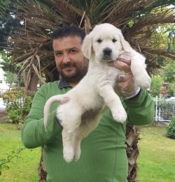 Satılık Bebek Suratlı Golden Yavruları 1