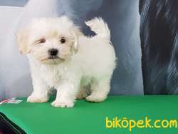 SATILIK BEMBEYAZ MALTESE TERRIER YAVRULARI 2
