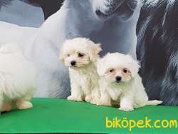 SATILIK BEMBEYAZ MALTESE TERRIER YAVRULARI 4