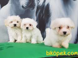 SATILIK BEMBEYAZ MALTESE TERRIER YAVRULARI 1