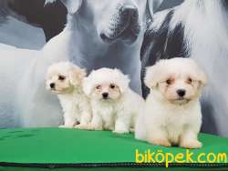 SATILIK BEMBEYAZ MALTESE TERRIER YAVRULARI 5