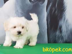 SATILIK BEMBEYAZ MALTESE TERRIER YAVRULARI 3