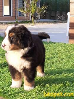 SATILIK Bernese Moıntaın Dog Yavruları 5