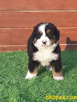 SATILIK Bernese Moıntaın Dog Yavruları 3