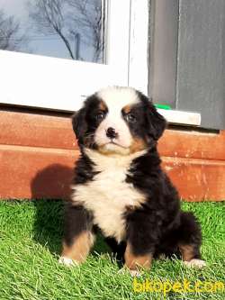 SATILIK  BERNESE MOUNTAIN DOG (EVE TESLİM) 1