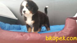 SATILIK BERNESE MOUNTAIN DOG YAVRULARI 1