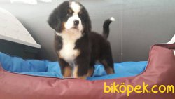 SATILIK BERNESE MOUNTAIN DOG YAVRULARI 4