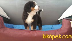 SATILIK BERNESE MOUNTAIN DOG YAVRULARI 3